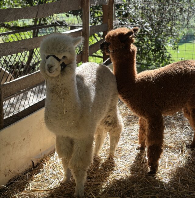 Gli alpaca dell’azienda agricola Angelucci