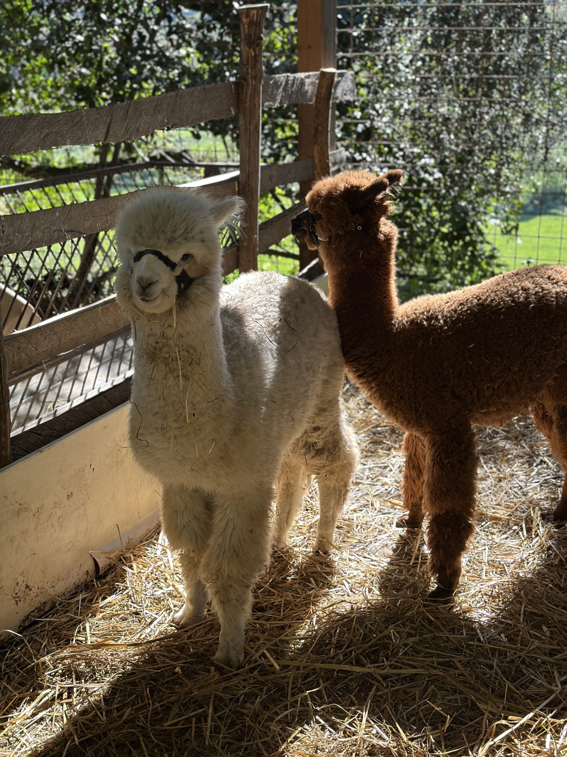 Gli alpaca dell’azienda agricola Angelucci