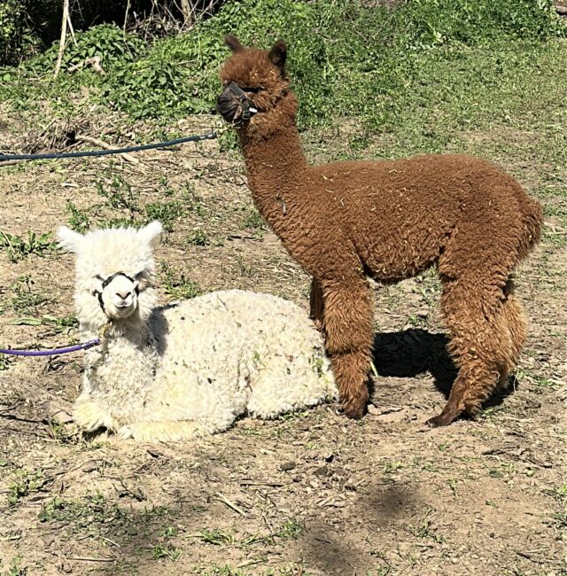 I nostri adorabili alpaca