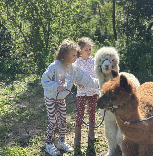 Impossibile non amare i nostri Alpaca