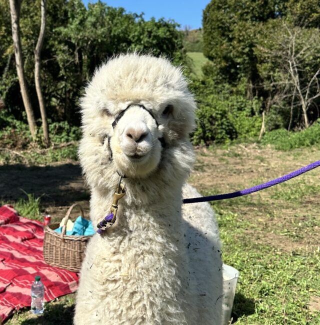 Alpaca LOVE