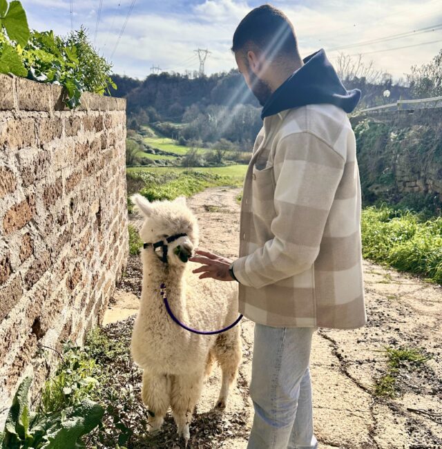 Passeggiando Con gli Alpaca