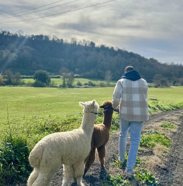 Pic Nic e passeggiata con gli Alpaca