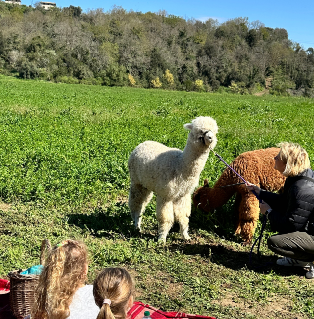 Relax e divertimento congli Alpaca